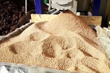 NOCCIOLINO DI SANSA VERGINE